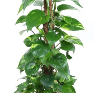 Epipremnum pinnatum mossto Epipremnum Pinnatum Mos P19
(5 Plants/Order)(19cmP 90cmH)