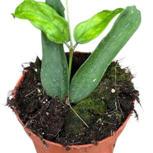 Hoya Hoya Pandurata
(1 Plants/Order)(10.5cmP 15cmH)