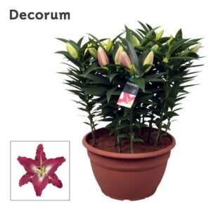 Lilium Entertainer Lilium OR Entertainer XL 15pp
(1 Plants/Order)(35cmP 60cmH)