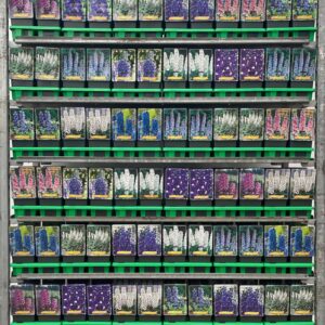 Delphinium Delphinium mix CC P11
(10 Plants/Order)(11cmP 25cmH)