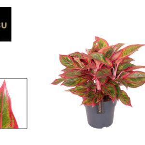 Aglaonema other Aglaonema Jungle Lava
(3 Plants/Order)(19cmP 55cmH)