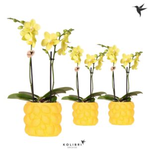 Phalaenopsis Multiflora Kolibri Orchids Phalaenopsis yellow 2 spike in Citrus Pot yellow
(6 Plants/Order)(9cmP 40cmH)