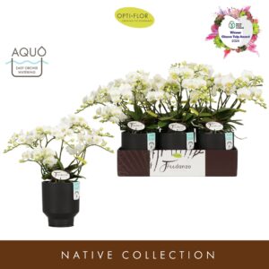 Phalaenopsis Multiflora Freedanzo Dove in Emilia Dark Brown Aquo
(6 Plants/Order)(12cmP 40cmH)