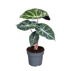 Alocasia Alocasia Pink Dragon 14cm
(4 Plants/Order)(14cmP 45cmH)