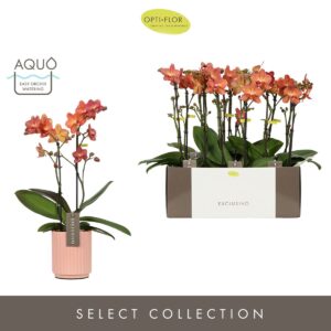 Phalaenopsis Multiflora Exclusivo Eos 2 spike in Molise Salmon Aquo
(6 Plants/Order)(12cmP 45cmH)