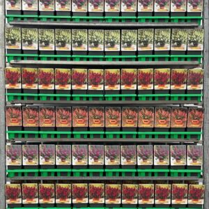 Phygelius capensis Phygelius mix CC P11
(10 Plants/Order)(11cmP 25cmH)