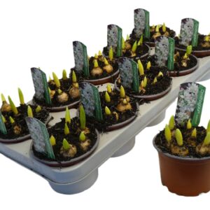Ornithogalum balansae Ornithogalum balansea
(10 Plants/Order)(12cmP 12cmH)