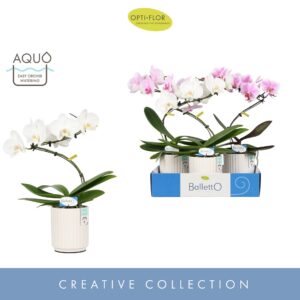 Phalaenopsis onvertakt mixed 3 clr Balletto mix 1 spike in Molise White Aquo
(3 Plants/Order)(12cmP 45cmH)