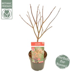 Acer palmatum Pevé Dave Acer palm. 'Pevé Dave' PREMIUM
(3 Plants/Order)(19cmP 70cmH)