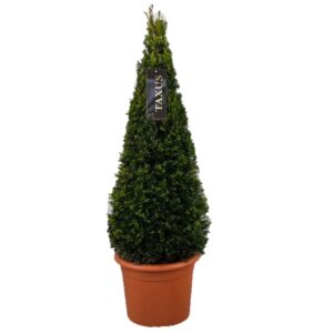 Taxus baccata Taxus baccata Pyramiden p26 (th) 80-+ ©
(1 Plants/Order)(24cmP 75cmH)