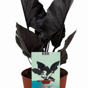 Alocasia Antoro Velvet Alocasia Antoro Velvet
(1 Plants/Order)(19cmP 55cmH)