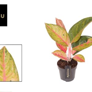 Aglaonema other Aglaonema Gala Red
(6 Plants/Order)(12cmP 35cmH)