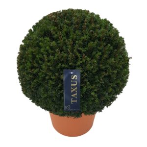 Taxus baccata Taxus baccata ball p65 (z) 70-75 ©
(1 Plants/Order)(65cmP 60cmH)
