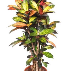 Codiaeum Mrs Iceton Codiaeum Iceton (Croton)
(1 Plants/Order)(30cmP 140cmH)