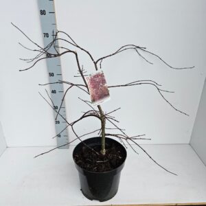 Acer palmatum Inaba-shidare Acer palmatum 'Inaba-Shidare'
(1 Plants/Order)(26cmP 70cmH)