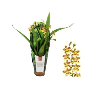 Cambria Pacific Sunset Inca Cambria Pacific Sunset cascade 9cm in luxury jungle cover
(6 Plants/Order)(9cmP 30cmH)