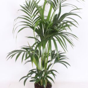 Howea forsteriana Howea forsteriana 6 per Pot
(1 Plants/Order)(24cmP 160cmH)