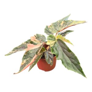 Begonia Begonia Ginny Galaxy Variegata
(5 Plants/Order)(7cmP 15cmH)