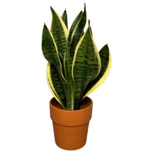 Sansevieria Futura Superba Sansevieria Superba in terracotta Pot
(6 Plants/Order)(12cmP 35cmH)
