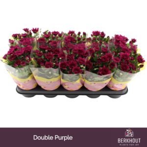 Chrysanthemum Mount Tourmalet
(10 Plants/Order)(12cmP 26cmH)