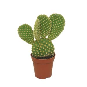 Opuntia microdasys var. Pallida Opuntia microdasys 5,5 cm
(20 Plants/Order)(5.5cmP 8cmH)