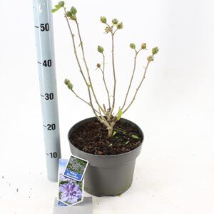 Hibiscus syriacus Hibiscus syr. Blue Chiffon ('Notwood3'PBR)
(1 Plants/Order)(23cmP 70cmH)