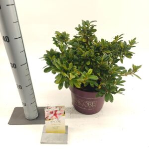 Rhododendron (Evergreen Azalea Grp) Rhododendron ENCORE® Autumn Starburst ('Robleze'PBR)
(1 Plants/Order)(23cmP 35cmH)