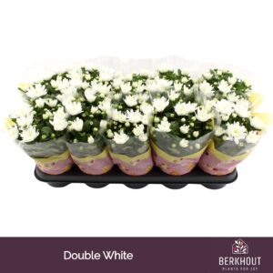 Chrysanthemum Brave
(10 Plants/Order)(12cmP 26cmH)