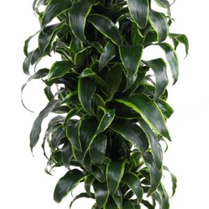 Dracaena Dorado Dracaena Dorado busch P27
(1 Plants/Order)(27cmP 100cmH)