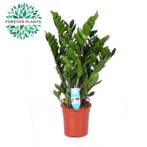 Zamioculcas zamiifolia Zamioculcas p21
(4 Plants/Order)(21cmP 95cmH)