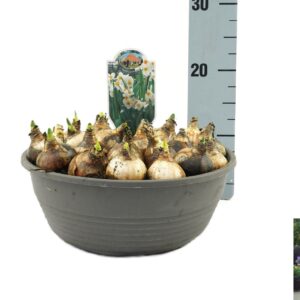 Narcissus Geranium Narcissus Geranium
(1 Plants/Order)(27cmP 25cmH)