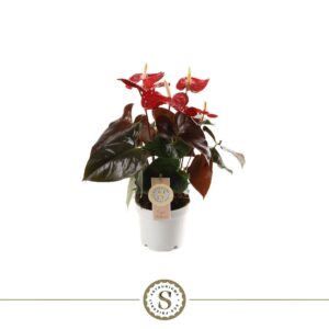 Anthurium Coral Champion Coral Champion 12cm
(10 Plants/Order)(12cmP 40cmH)