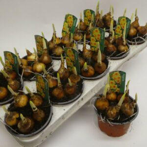 Narcissus Bright day12cm
(10 Plants/Order)(12cmP 12cmH)
