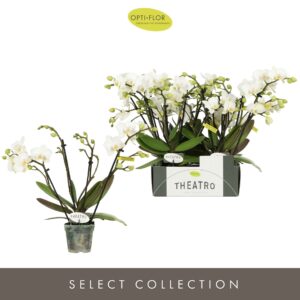 Phalaenopsis Multiflora Theatro Funk 4 spike
(6 Plants/Order)(7cmP 30cmH)