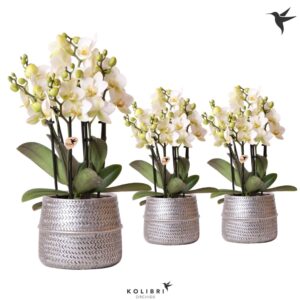 Phalaenopsis Lausanne Kolibri Orchids Phalaenopsis Lausanne 6spike in Groove Pot silver
(3 Plants/Order)(12cmP 35cmH)