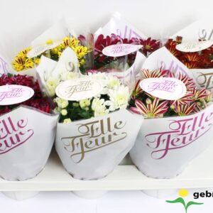 Chrysanthemum Elle Fleur Elle Fleur mix Pink and Gold
(6 Plants/Order)(14cmP 27cmH)