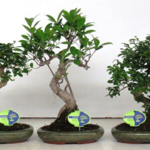 Bonsai Bonsai mix, indoor, 24cm., shape, without drip tray
(4 Plants/Order)(24cmP 40cmH)