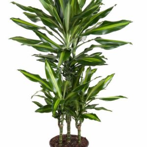 Dracaena Cintho Dracaena Cintho 45-carrousel
(1 Plants/Order)(21cmP 90cmH)