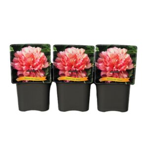 Paeonia Paeonia Itoh 'Hillary' C5
(1 Plants/Order)(21cmP 35cmH)