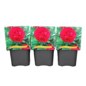 Paeonia Kansas Paeonia Lactiflora 'Kansas' C5
(1 Plants/Order)(21cmP 35cmH)