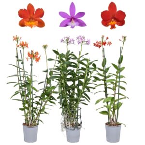 Epidendrum Epidendrum mix 2 spike 12 cm
(10 Plants/Order)(12cmP 60cmH)