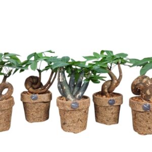Pachira aquatica Pachira bonsai mix kokodama 14 cm
(6 Plants/Order)(14cmP 30cmH)