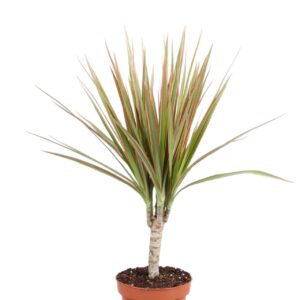 Dracaena Bicolor Dracaena Bicolor one stam
(10 Plants/Order)(12cmP 30cmH)