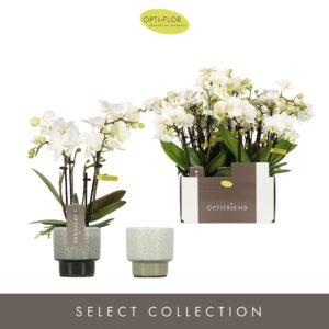 Phalaenopsis Multiflora Optifriend White in 4 spike in Chianti mix
(6 Plants/Order)(7cmP 25cmH)