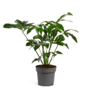 Philodendron Fun Bun Philodendron Fun Bun 24cm
(1 Plants/Order)(24cmP 110cmH)