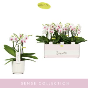 Phalaenopsis Multiflora Boquetto Passione 3-5 spike in Lazio White
(6 Plants/Order)(12cmP 40cmH)
