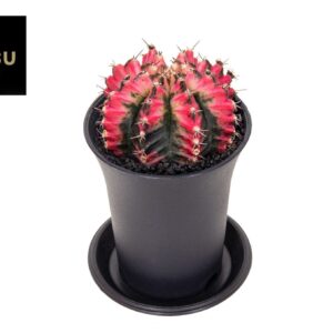 Gymnocalyc Japan Gymno Cactus 'Multicolor'
(9 Plants/Order)(7.5cmP 13cmH)