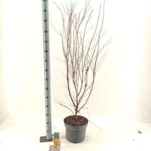 Acer palmatum Sangokaku Acer pal. 'Sangokaku'
(1 Plants/Order)(29cmP 150cmH)