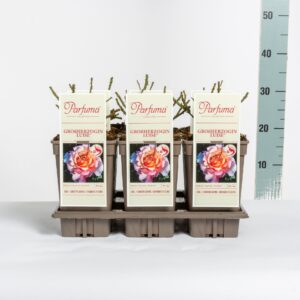 Rosa Rosa Parfuma (TH) Großherzogin Luise ®, C3
(6 Plants/Order)(17cmP 20cmH)
