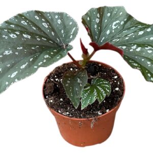 Begonia Begonia Aiai
(9 Plants/Order)(10.5cmP 20cmH)